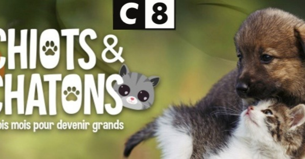 Chiot Et Chaton 3 Mois Pour Devenir Grand Replay "Chiots & Chatons, 3 mois pour devenir grand" : C8 propose une émission