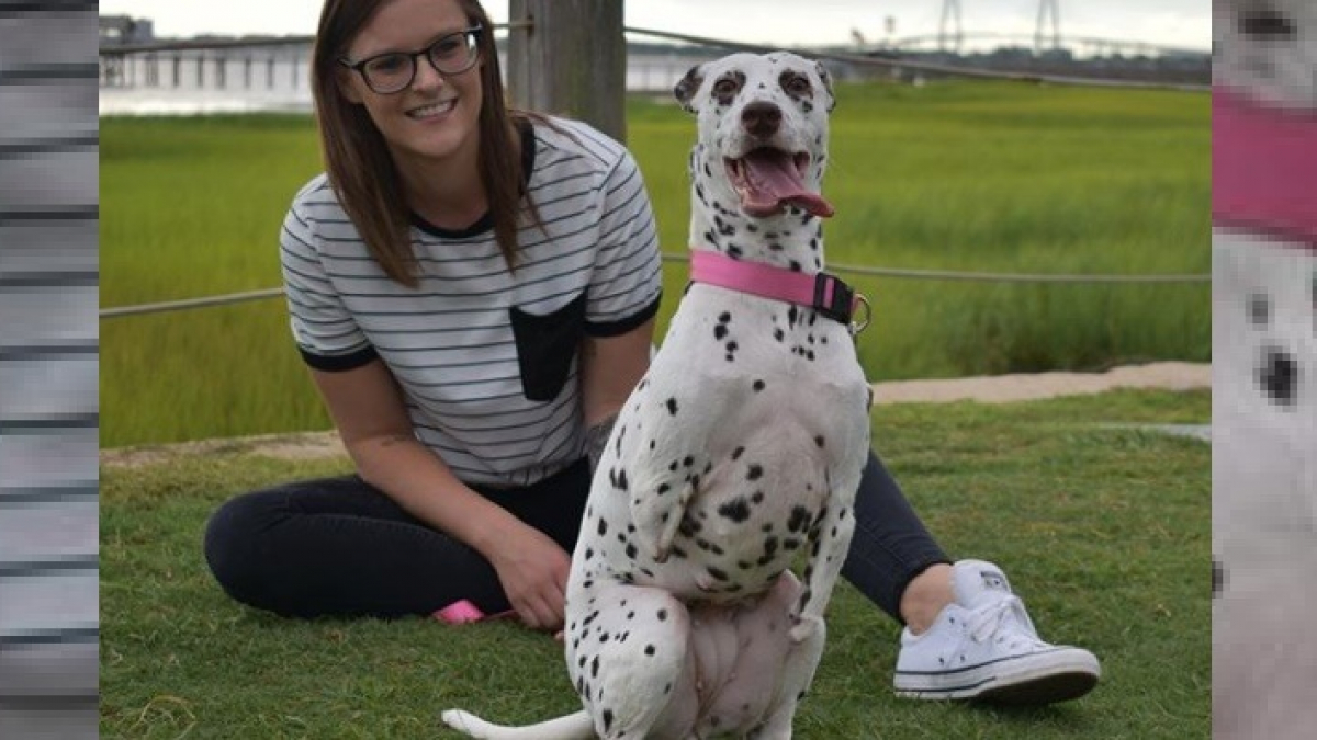 Illustration : "Retiré d'un abattoir pour chiens où il a été amputé, ce Dalmatien à deux pattes découvre l'amour !"