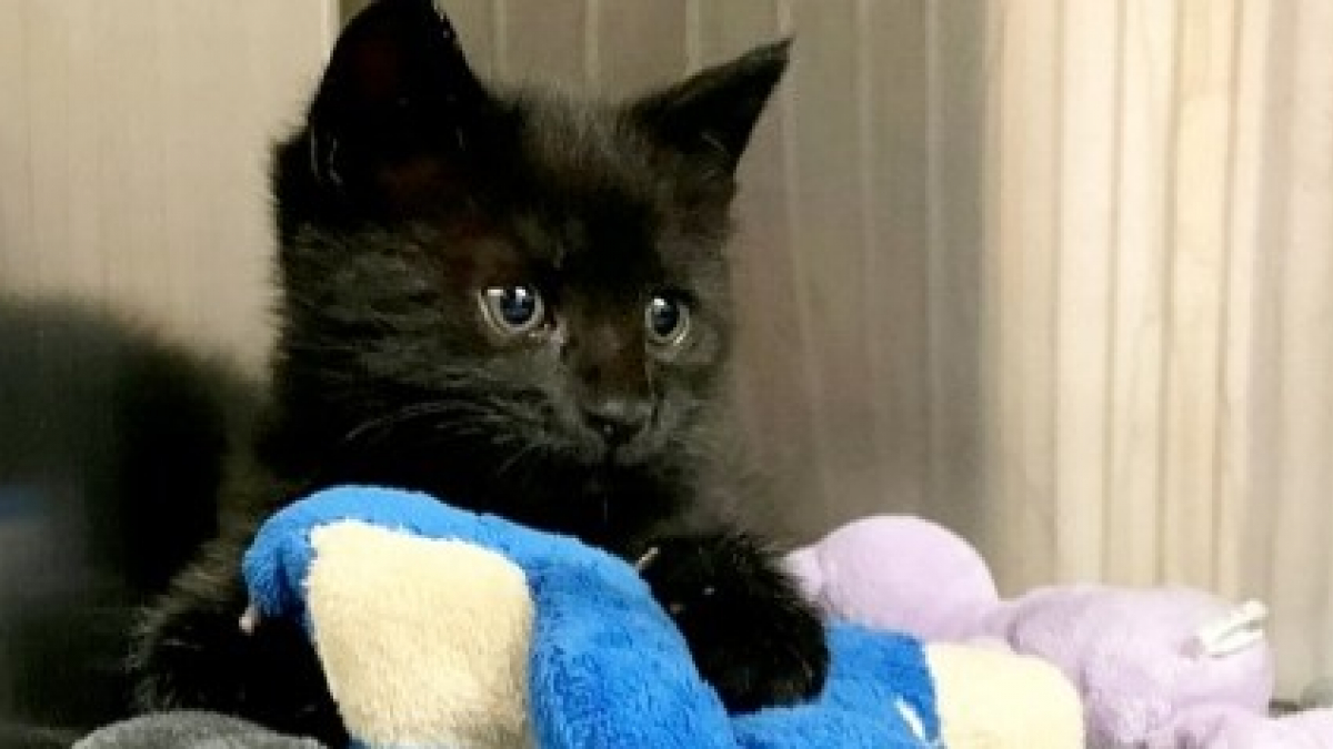 Illustration : "Abandonné sur le bord de la route à cause d'une malformation de la poitrine, ce chaton doit subir une opération périlleuse"