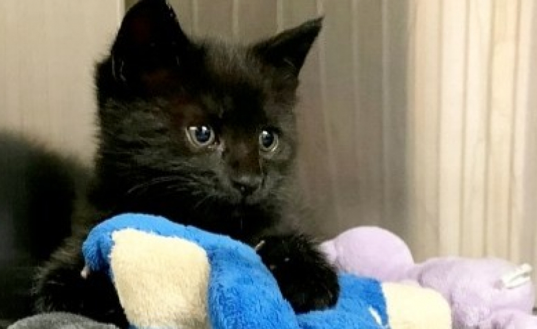Abandonne Sur Le Bord De La Route A Cause D Une Malformation De La Poitrine Ce Chaton Doit Subir Une Operation Perilleuse
