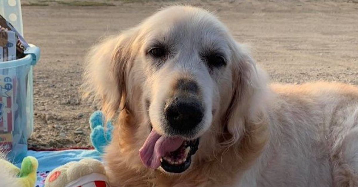 Atteint d'un cancer en phase terminale, ce chien découvre