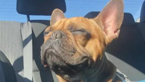 Illustration : 15 chiens qui profitent d’une virée en voiture pour offrir à leurs propriétaires de véritables clichés de stars