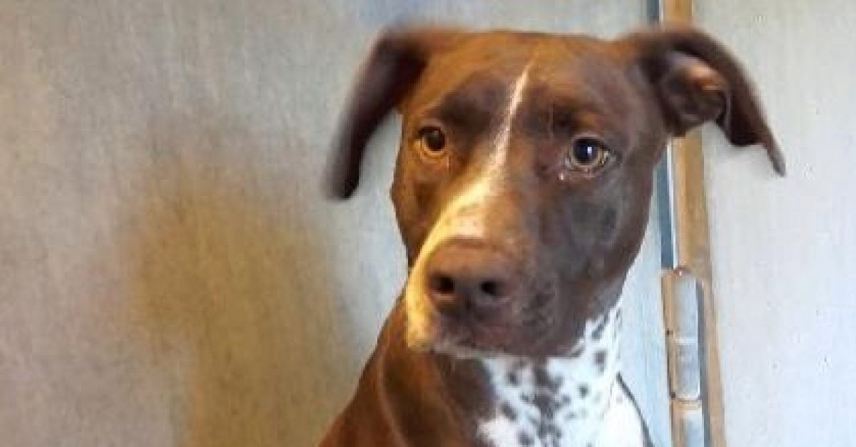 La Spa Retire Un Chien Un Chat Et Des Serpents A Un Proprietaire Violent Il Utilisait Un Pistolet A Air Comprime Pour Punir Son Chien