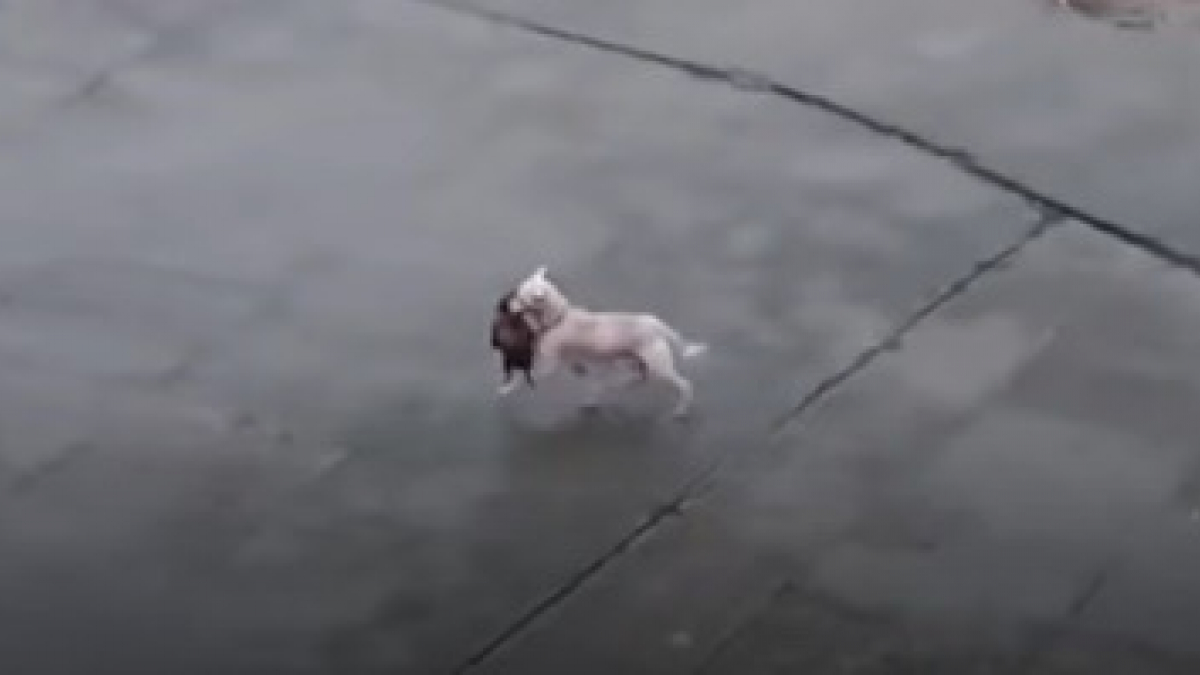 Illustration : "Une chienne déterminée se jette à l’eau pour récupérer ses chiots emportés par la crue d’une rivière en Chine ! (Vidéo)"