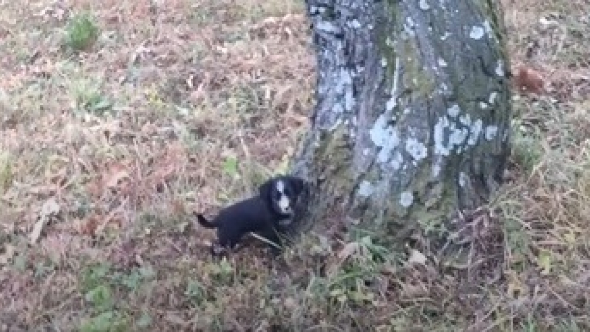 Illustration : "Un chiot errant trouve le moyen de sauver toute sa famille en guidant les secouristes jusqu’à eux à travers une forêt"