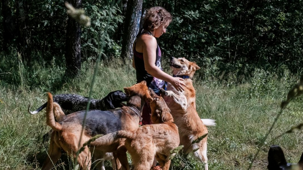 Illustration : "Durement marquée par un terrible accident dans lequel elle a perdu son chien, cette femme dévoue sa vie entière aux chiens errants"