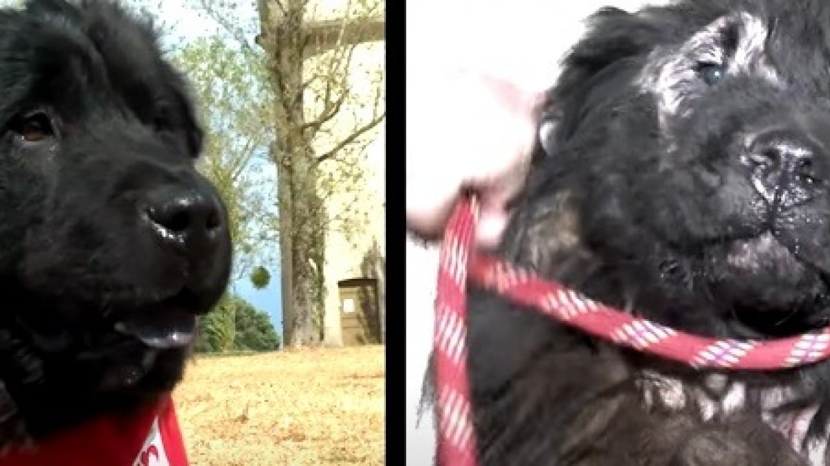 Illustration : "Sauvé par la Fondation 30 Millions d’Amis, ce chien vivait dans le noir depuis toujours. Aujourd’hui, il redécouvre la vie !"