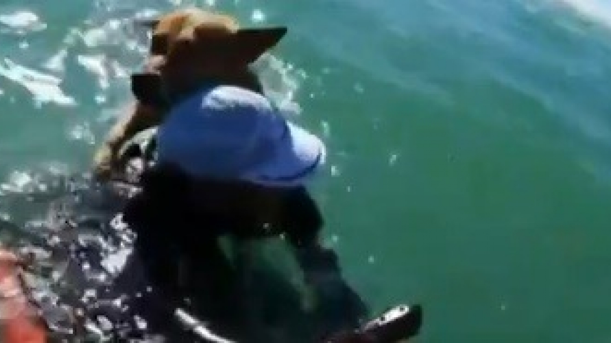 Illustration : "Un homme sauve un chien emporté par les vagues en le portant sur son dos, ses propriétaires avaient perdu le contrôle de leur canoë ! "