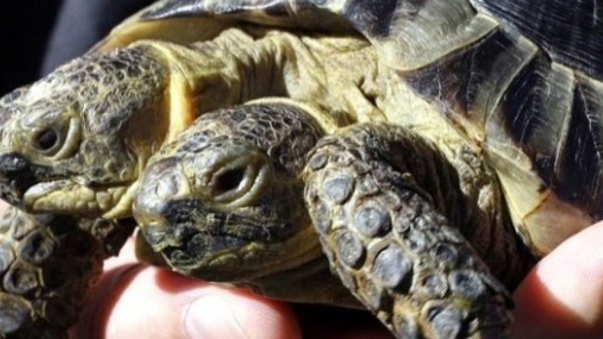 Illustration : "Cette tortue à deux têtes fête sa 23e année et devient la plus vieille de son espèce"