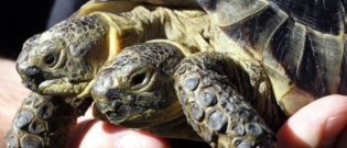 Illustration : "Cette tortue à deux têtes fête sa 23e année et devient la plus vieille de son espèce"