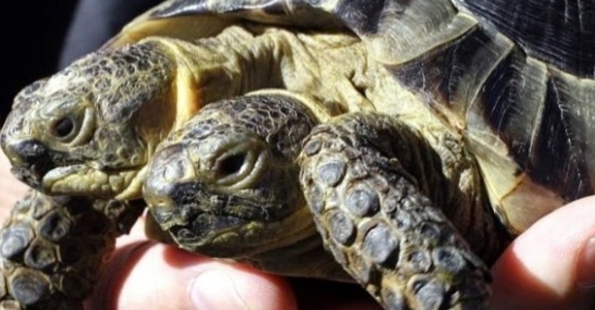 Cette Tortue A Deux Tetes Fete Sa 23e Annee Et Devient La Plus Vieille De Son Espece Cette Tortue A Deux Tetes Fete Sa 23e Annee Et Devient La Plus Vieille De Son Espece