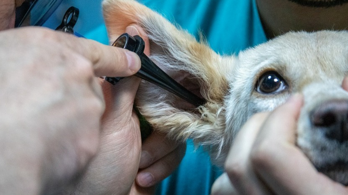 Illustration : "Une équipe de vétérinaires lance un salon virtuel grand public consacré à la santé des animaux de compagnie"