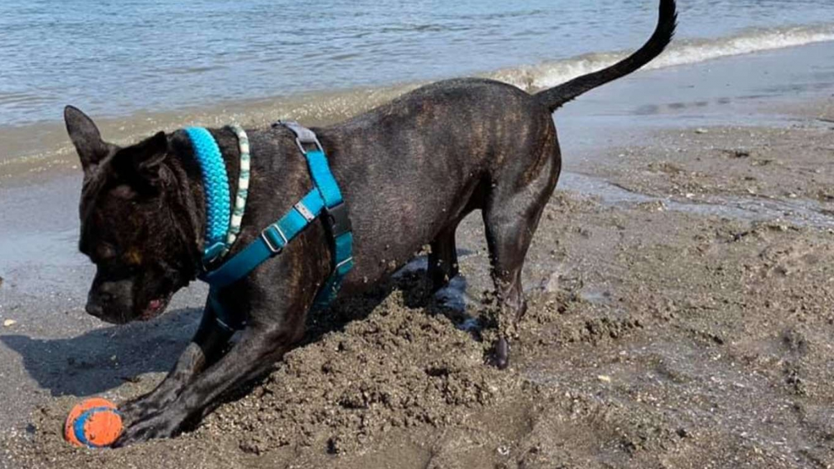 Illustration : "Obsédée par les sorties au bord de mer, cette chienne tente chaque jour par tous les moyens de convaincre sa maîtresse !"