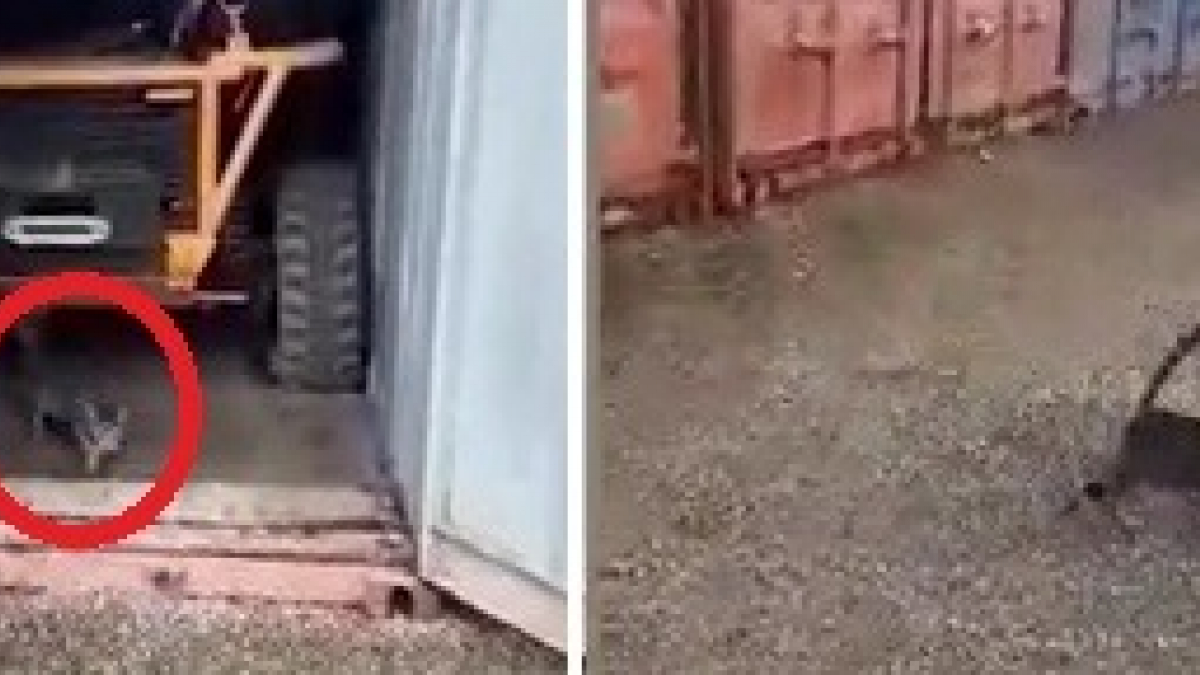 Illustration : "Un chat survit deux mois sans eau ni nourriture ! Coincé dans un container, ses sauveteurs filment le moment de délivrance ! (Vidéo)"