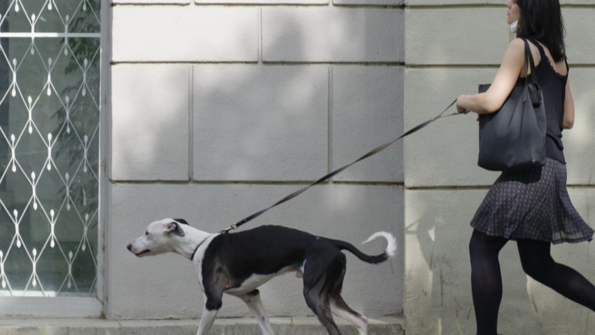 Illustration : "Covid-19 : face à la pandémie, les comportements des propriétaires de chiens changent. Quels impacts pour nos animaux ? "