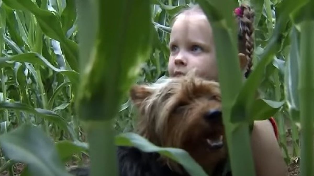 Illustration : "Perdue dans un champ de maïs, cette jeune fille de 3 ans survit une nuit entière grâce à son Yorkshire "