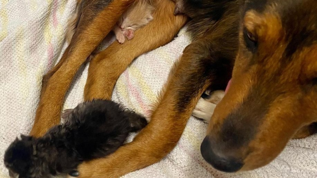 Illustration : "Une chienne errante endeuillée par la perte de sa portée redécouvre les joies de la maternité dans un refuge, avec des chatons orphelins !"