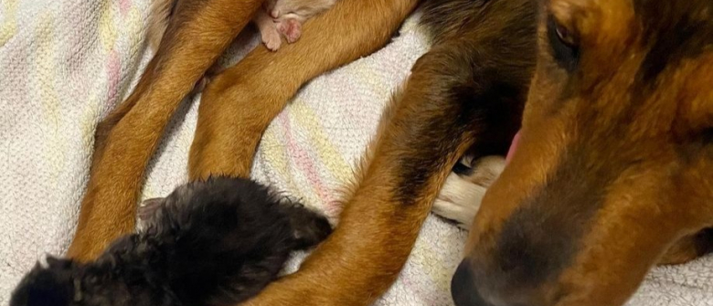 Illustration : "Une chienne errante endeuillée par la perte de sa portée redécouvre les joies de la maternité dans un refuge, avec des chatons orphelins !"