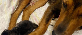 Illustration : "Une chienne errante endeuillée par la perte de sa portée redécouvre les joies de la maternité dans un refuge, avec des chatons orphelins !"