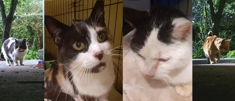 Inconsolable Ce Chat Se Rend Chaque Matin Sur La Tombe De Son Maitre Decede Il Y A 2 Ans Inconsolable Ce Chat Se Rend Chaque Matin Sur La Tombe De Son Maitre Decede Il Y A 2 Ans