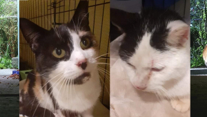 Illustration : Un refuge lance un appel à l’aide pour prendre soin des 6 chats errants devenus orphelins suite au départ du doyen du village, qui prenait soin d'eux