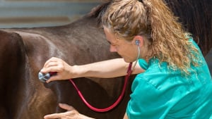 Illustration : Choisir le vétérinaire de son cheval