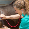 Illustration : Choisir le v&eacute;t&eacute;rinaire de son cheval