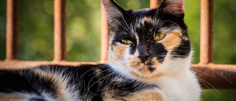 Une Etude Revele Un Lien Entre La Couleur De La Fourrure De Votre Chat Et Son Niveau D Agressivite Une Etude Revele Un Lien Entre La Couleur De La Fourrure De Votre Chat Et Son Niveau D Agressivite