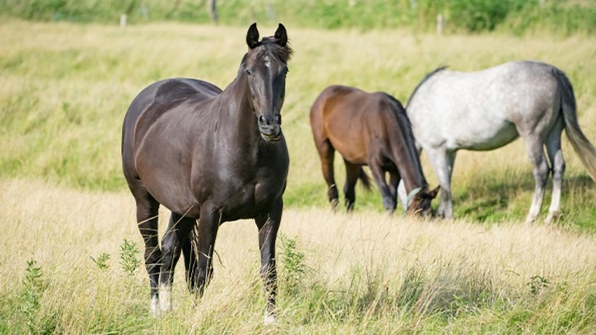 Illustration : "Choisir la race de son cheval"