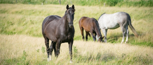 Illustration : "Choisir la race de son cheval"