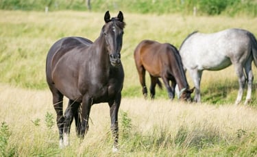 Illustration : "Choisir la race de son cheval"