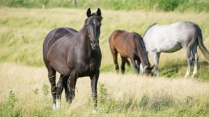 Illustration : Choisir la race de son cheval