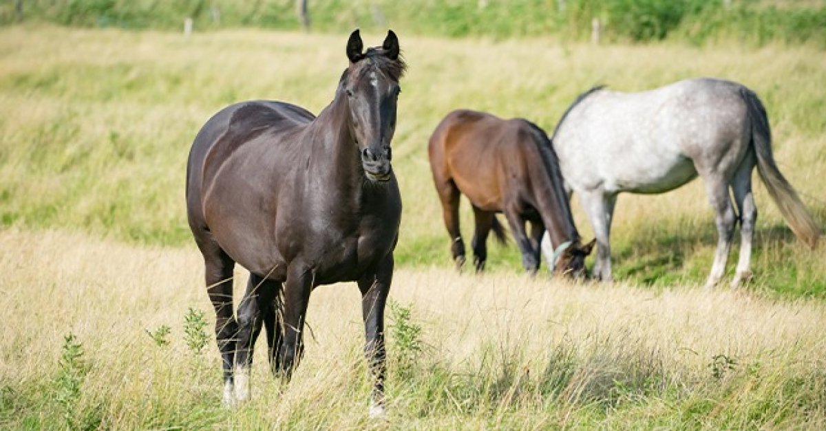 Comment choisir la race de son cheval ? - Discipline, tempérament et morphologie