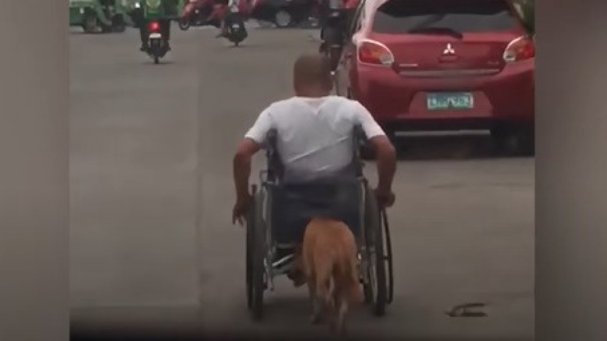 Illustration : "Handicapé, cet homme en fauteuil roulant peut compter sur le soutien inconditionnel de son chien qui le pousse et l’accompagne partout !"