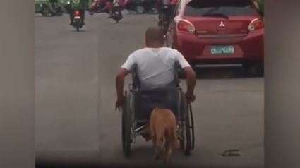 Illustration : Handicapé, cet homme en fauteuil roulant peut compter sur le soutien inconditionnel de son chien qui le pousse et l’accompagne partout !
