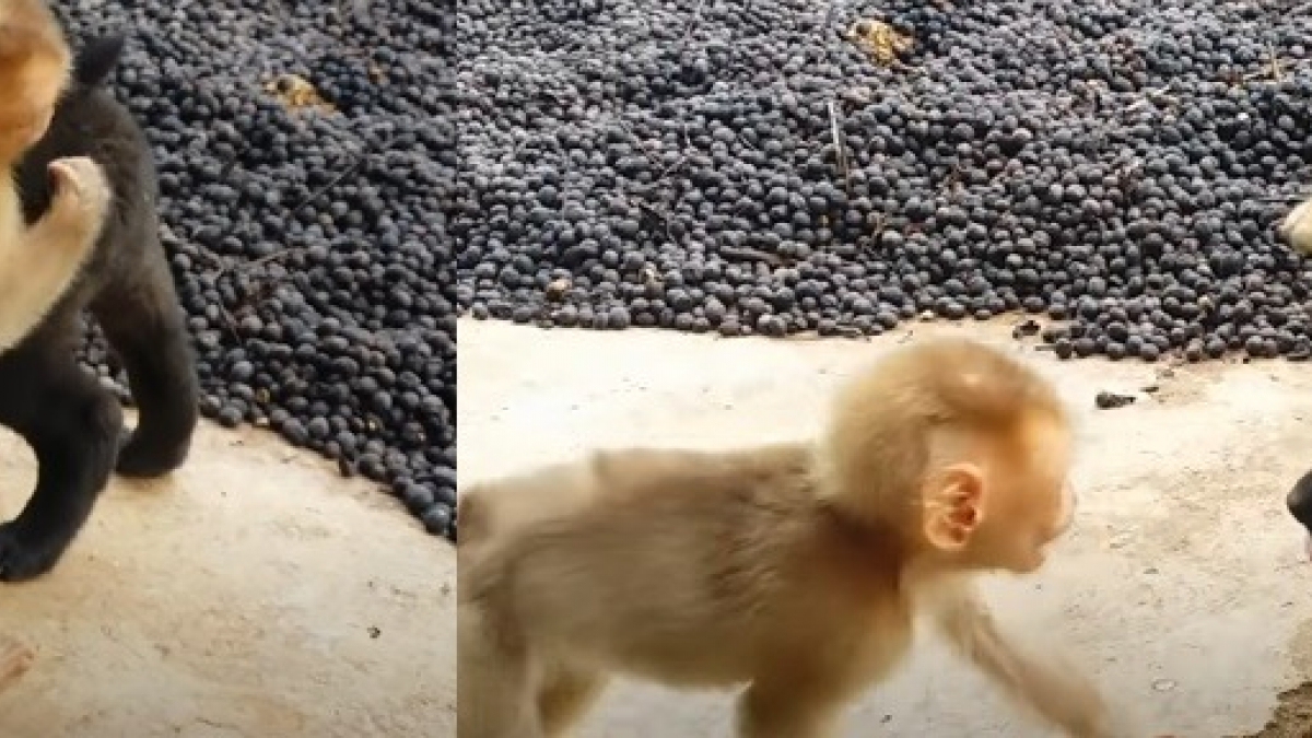 Illustration : "Deux chiots rencontrent un bébé singe dans un refuge et découvrent l’amitié de la façon la plus adorable ! (Vidéo)"
