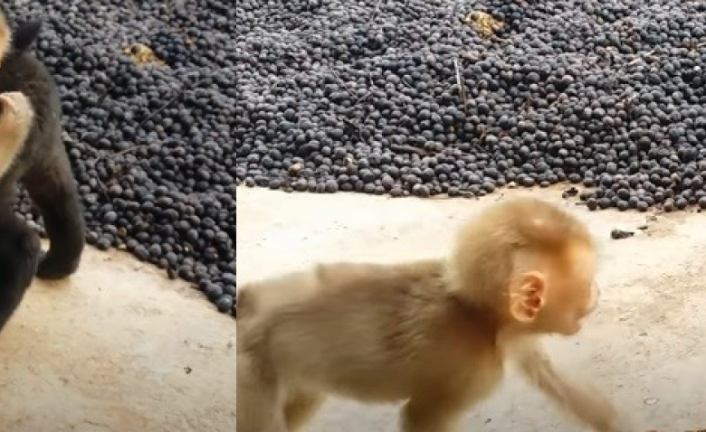Deux Chiots Rencontrent Un Bebe Singe Dans Un Refuge Et Decouvrent L Amitie De La Facon La Plus Adorable Video