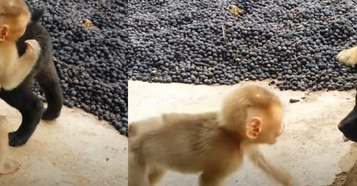 Deux Chiots Rencontrent Un Bebe Singe Dans Un Refuge Et Decouvrent L Amitie De La Facon La Plus Adorable Video Deux Chiots Rencontrent Un Bebe Singe Dans Un Refuge Et Decouvrent L Amitie De La Facon La Plus Adorable Video