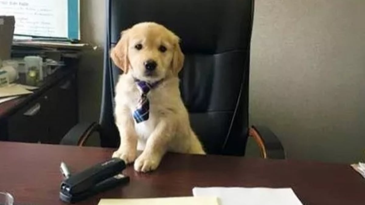 Illustration : "16 chiens qui donnent leur maximum pour garder leur place au bureau pendant le confinement de leur propriétaire"