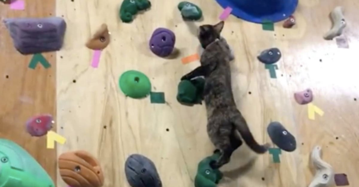 Sauve Par Le Directeur D Un Club D Escalade Cet Ancien Chat Errant N Hesite Pas A Montrer Aux Autres Ce Dont Il Est Capable Video