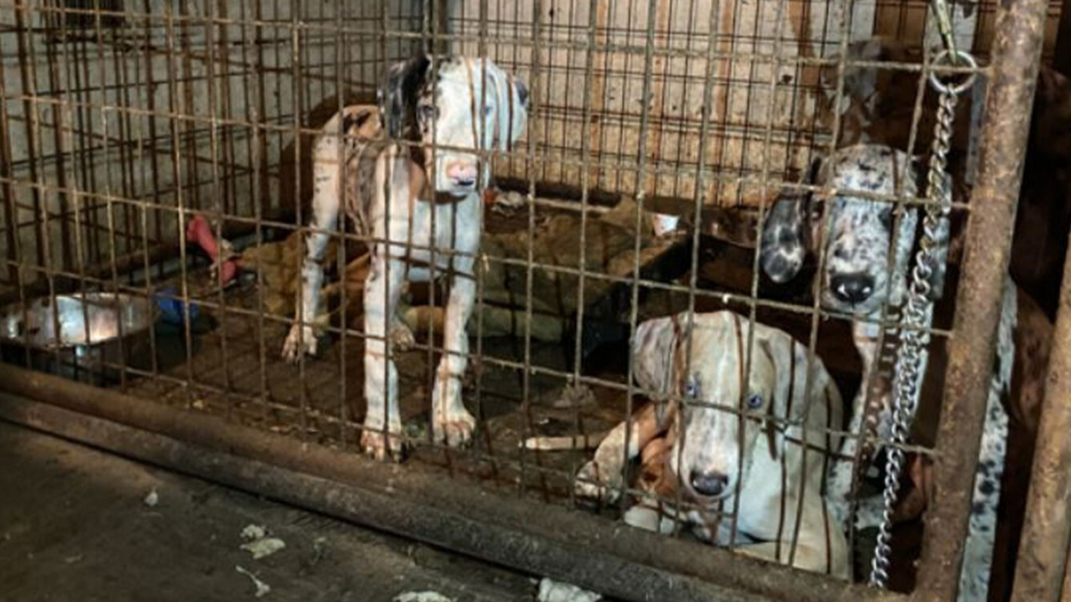 Illustration : "Les forces de l'ordre interviennent dans un logement insalubre et sauvent 42 animaux, dont 33 Dogues Allemands qui vivaient dans une seule cage !"