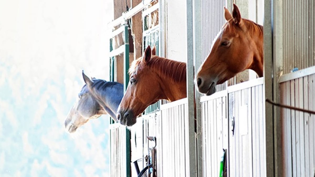 Illustration : "Choisir l'hébergement de son cheval"