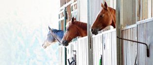 Illustration : "Choisir l'hébergement de son cheval"