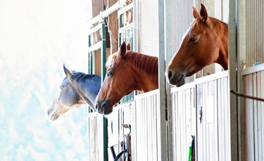 Illustration : "Choisir l'hébergement de son cheval"