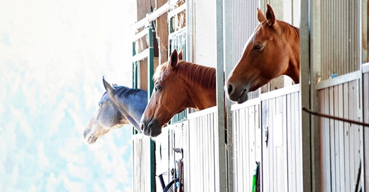 Choisir l'hébergement de son cheval : au pré ou au box ?