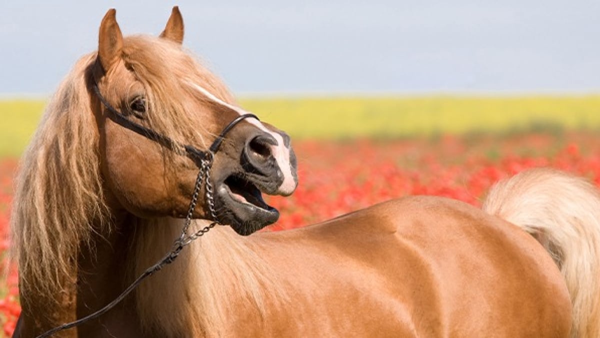 Illustration : "Les moyens de communication du cheval"