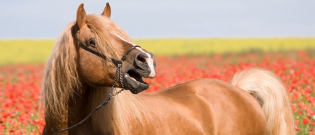 Illustration : "Les moyens de communication du cheval ? "