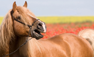 Illustration : "Les moyens de communication du cheval"