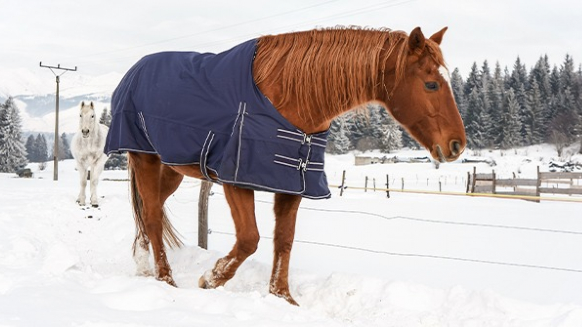 Illustration : "Protéger son cheval du froid "