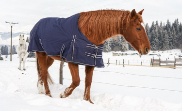 Illustration : "Protéger son cheval du froid "